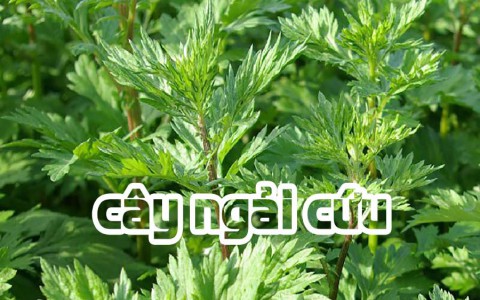 Gội đầu bằng nước ngâm ngải cứu có thể chữa bách bệnh!
